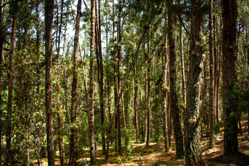 Beautiful Colombian tropical forest