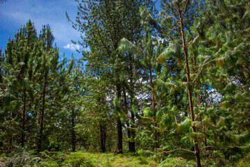 Beautiful Colombian tropical forest