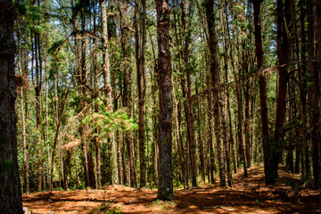 Beautiful Colombian tropical forest
