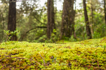 Beautiful Colombian tropical forest