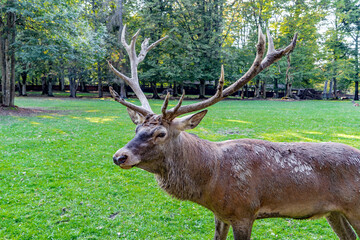 A red deer in the Bison reserve in Poland