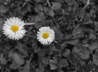 Daisy flowers or Bellis Perennis on a black and white meadow background © Giedrius