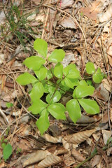 落葉に覆われた地面から生えた、艶やかな葉を持つ若木