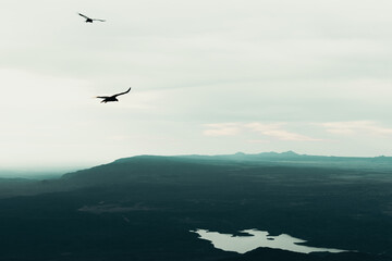 Aves volando en la hora azul