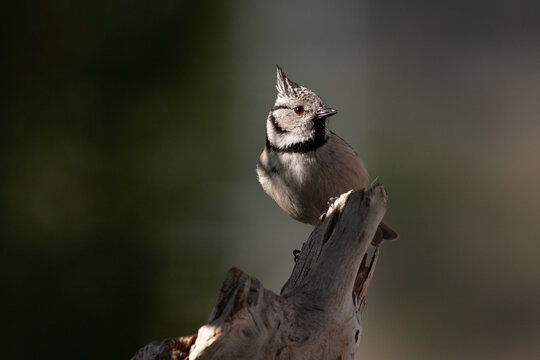 
bird on trunk with light reflection on the face