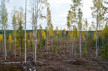 Nature in the region of Kainuu, Finland