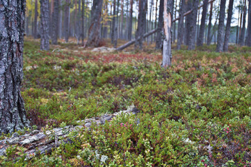 Nature in the region of North-Karelia, Finland