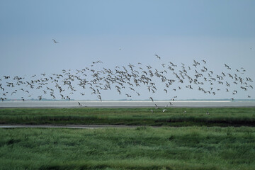 Mövenschwarm im Nationalpark Niedersächsisches Wattenmeer bei Harlesiel an der Nordseeküste und...