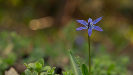 Wiosenny kwiat ogródkowy © spacer.z.aparatem 