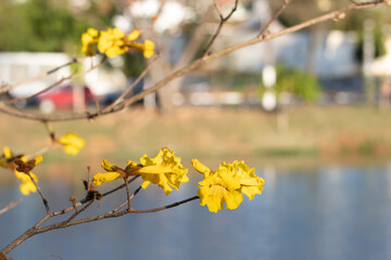 yellow flowers in the water