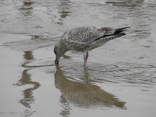Seagull is drinking water