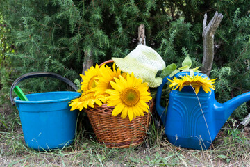 There is a bucket, a watering pot and a basket of sunflower flowers near the juniper. A summer hat is on top.