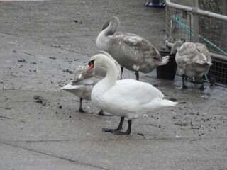 Swans are standing on the shore