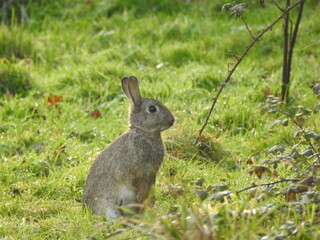 The rabbit is standing on the green grass
