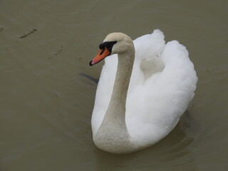 Obraz premium White swan on the water