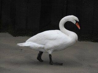 The white swan stands on the sand