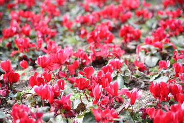 Jardin de surtido de flores rojas y verdes