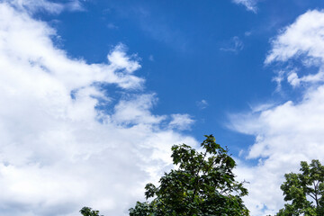 sky and tree background 