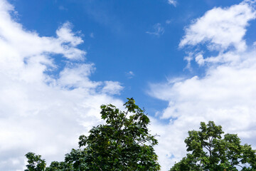 Fototapeta premium sky and tree background 