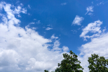 Obraz premium sky and tree background 
