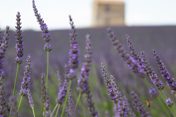 Bee buzzing around Lavender with old shack in the background in Provence, France.