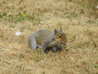 Squirrel on the grass