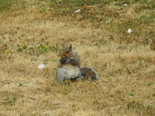 Squirrel on the grass