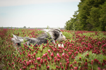 bearded collie is jumping in tall shamrock.  Active dog in field.