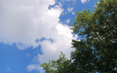 sky and tree background 