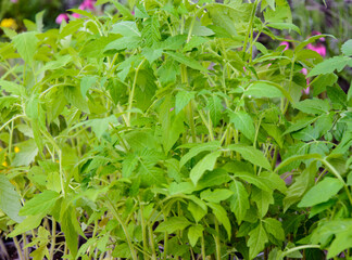 Growing environmentally friendly products in agricultural beds in the open field.