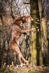 Naklejka na ściany i meble Crazy brown border collie is catching leaves in air. She is so crazy dog.