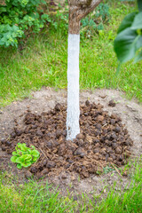 Miniature green tree growing in the summer garden during the day