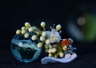 A ladybug is sitting on a flower. Next to it is a glass ball