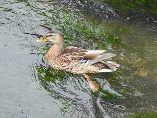 The duck floats in the river