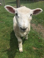 Sheep in a grass field - New Zealand