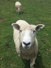 Fototapeta premium Sheep in a grass field - New Zealand
