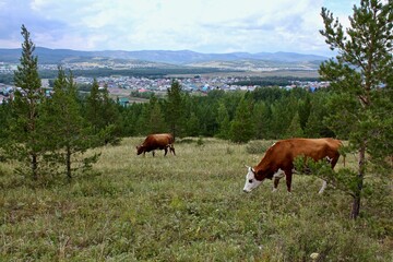 Fototapeta na wymiar Fat cows graze in a meadow in a stunning summer landscape
