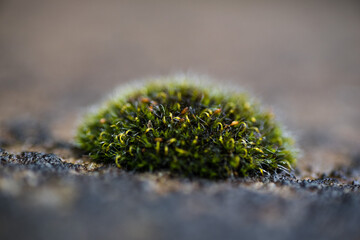 moss on the ground