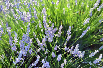 Obraz premium un precioso campo de lavanda en españa