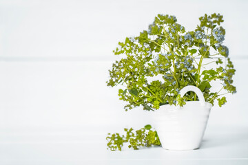 bouquet of fresh oregano in a white basket on a white background close-up. oregano flowers and a copy of space. background with oregano flowers.