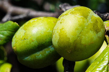 green apples on tree