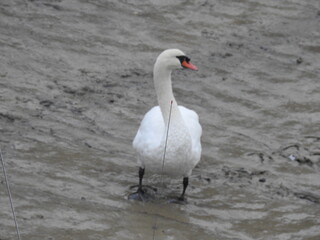 White swan on the bank of the canal