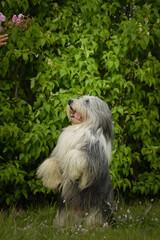 Adult bearder collie is in pink leaves of flower. He has so funny face