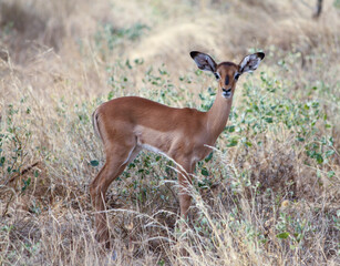 young impala calf, ears alerted, looking towards camera