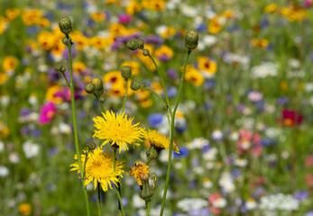 Variety of colourful wild flowers in bloom outside Saville Garden, Egham, Surrey, UK