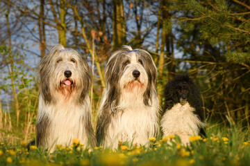 Portrait of bearded collies and puppy of poodle in pink leaves of flower. So patient models and lovely dog.
