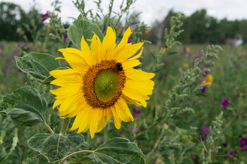 Sonnenblumen, Helianthus annuus, und Wilde Malve, Malva sylvestris, auf einer Wiese bei Langenwedding in Sachsen-Anhalt.