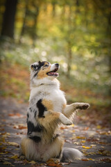 Australian shepherd is begging on the road. She is very happy outside in autumn.