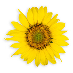 Sunflower head in high resolution isolated on white background.