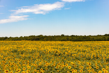 A field of sunflowers on a warm summer evening